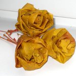 Rudens amatai