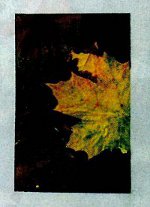 Rudens amatai