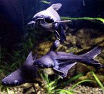 Ryklių šamas: jūsų akvariumo mini ryklys Ryklių šamas: jūsų akvariumo mini ryklys
