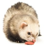 Ką pašerti šeškas? Ką pašerti šeškas?