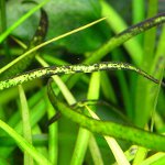 Juodoji barzda akvariume