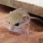 "Home Jerboa": priežiūra ir priežiūra "Home Jerboa": priežiūra ir priežiūra