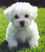 Prancūzijos Bolonė (Bichon Frise)