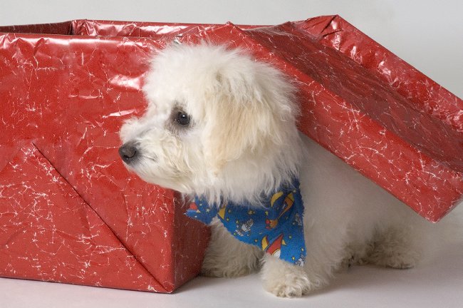 Prancūzijos Bolonė (Bichon Frise)