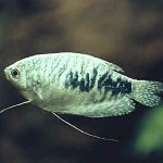 Gurami marmuras