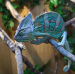 Chameleonas: turinys ir priežiūra