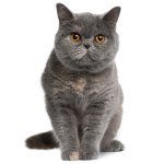Britų katinų prigimtis