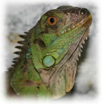 Iguana namuose