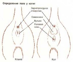 Kaip nustatyti kačiuko lytinę padėtį?