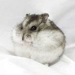 Nykštukai žiurkėnams Nykštukai žiurkėnams