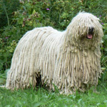 Komondor: vengrų aviganių šuo Komondor: vengrų aviganių šuo