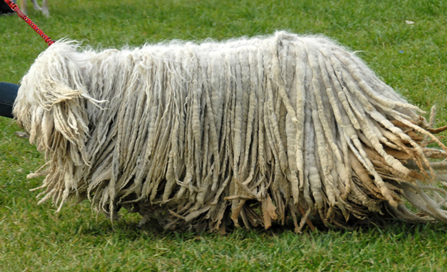 Komondor: vengrų aviganių šuo