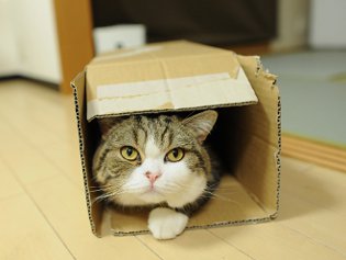 Cote Maru yra internetinė žvaigždė Cote Maru yra internetinė žvaigždė