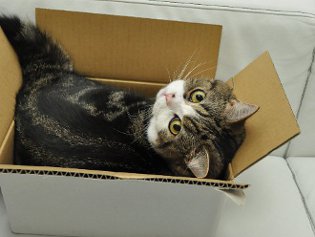 Cote Maru yra internetinė žvaigždė Cote Maru yra internetinė žvaigždė