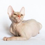 Sphinx katės. Kaip rūpintis sfinksu? Sphinx katės. Kaip rūpintis sfinksu?