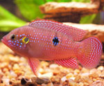 Kas yra cichlids? Kas yra cichlids?