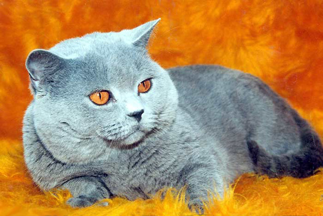 Britų katės spalvos