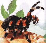 Kaip rūpintis tarantula vorais