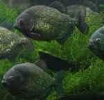 Piranhas jūsų akvariume