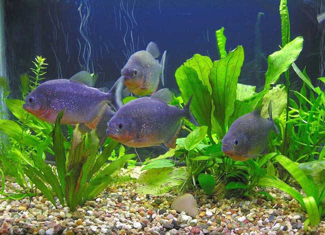 Piranhas jūsų akvariume