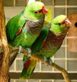 Amazonės papūgos: turinys, priežiūra, maitinimas Amazonės papūgos: turinys, priežiūra, maitinimas