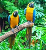 Paprastosios paprastosios moliūgai