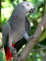 Jacques Parrot: turinys namuose
