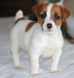 Veislė Jack Russell Terrier