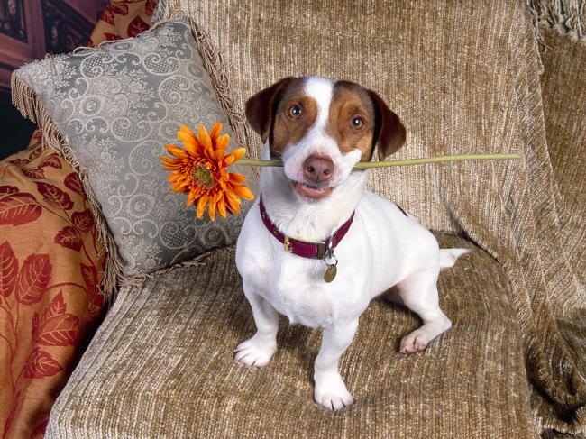 Veislė Jack Russell Terrier