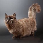 Katės veislė: munchkin