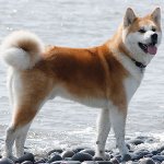 Šunų veislė: Akita Inu