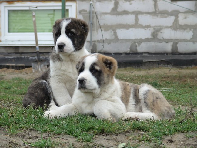 Alabų šunų veislė (Vidurinės Azijos aviganis)