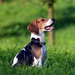 Veislė beagle šunys
