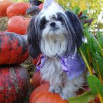 Shih Tzu šunų veislė