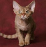 Katės veislės: Devon Rex