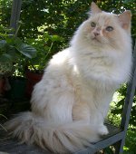 Katės veislės: ragamuffin