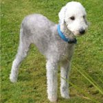 Šunų veislės: bedlington terjeras Šunų veislės: bedlington terjeras