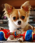 Šunų veislės: chihuahua Šunų veislės: chihuahua