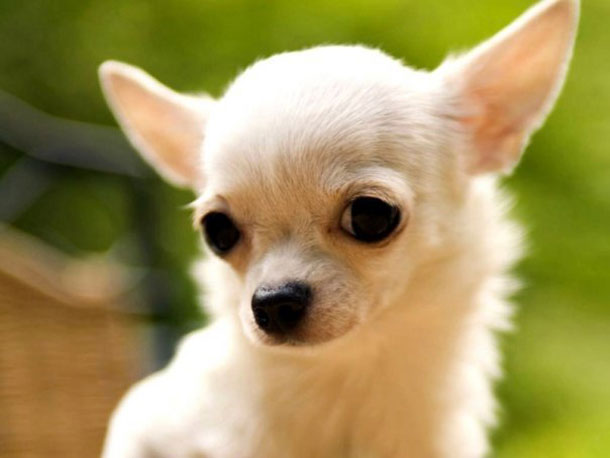 Šunų veislės: chihuahua