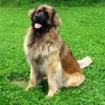 Šunų veislės: leonbergeris