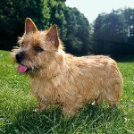 Šunų veislės: Norwich Terrier Šunų veislės: Norwich Terrier