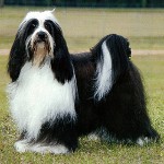 Šunų veislės: Tibeto terjeras Šunų veislės: Tibeto terjeras