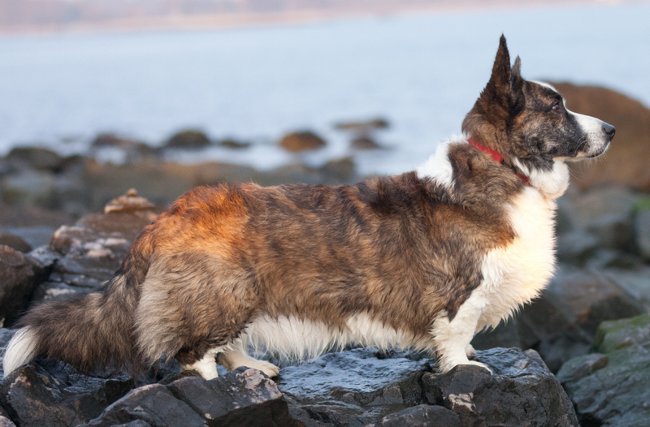 Šunų veislės: Velso corgi megztinis