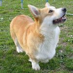 Šunų veislės: Velso corgi pembroke Šunų veislės: Velso corgi pembroke