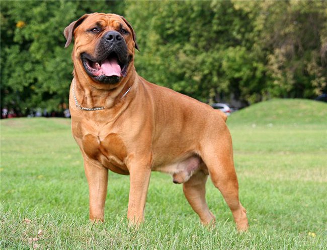 Šunų veislės: Pietų Afrikos Boerboel