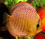 Akvariumo žuvies elgsena Akvariumo žuvies elgsena
