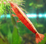Akvariumas krevetės
