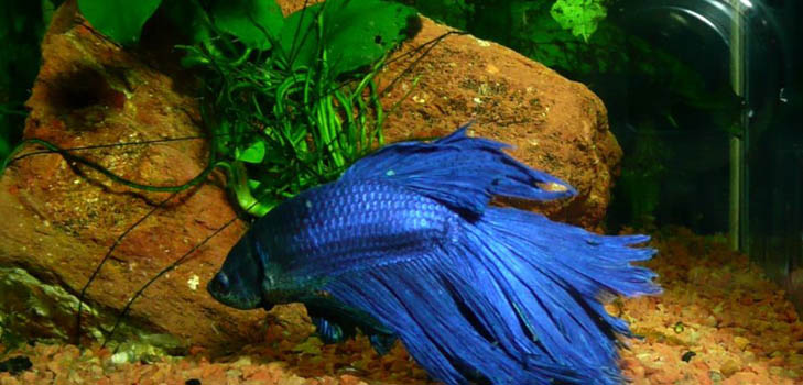 Cockfish: priežiūra, turinys, mityba