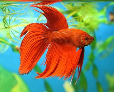 Cockfish: priežiūra, turinys, mityba
