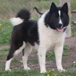 Rusijos ir Europos Laika Rusijos ir Europos Laika